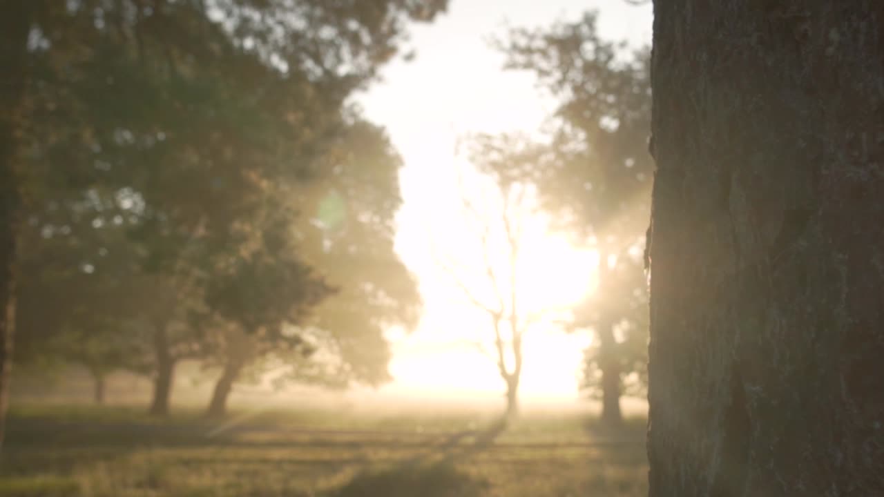 amanecer en un bosque brumoso