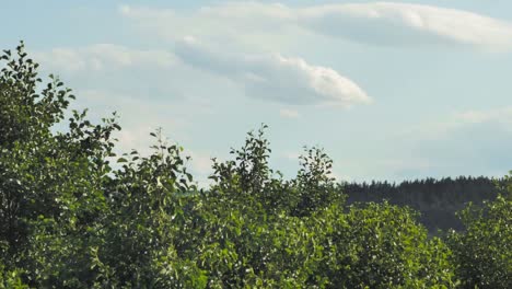 Grünes-Laub-Der-Vom-Wind-Verwehten-Bäume