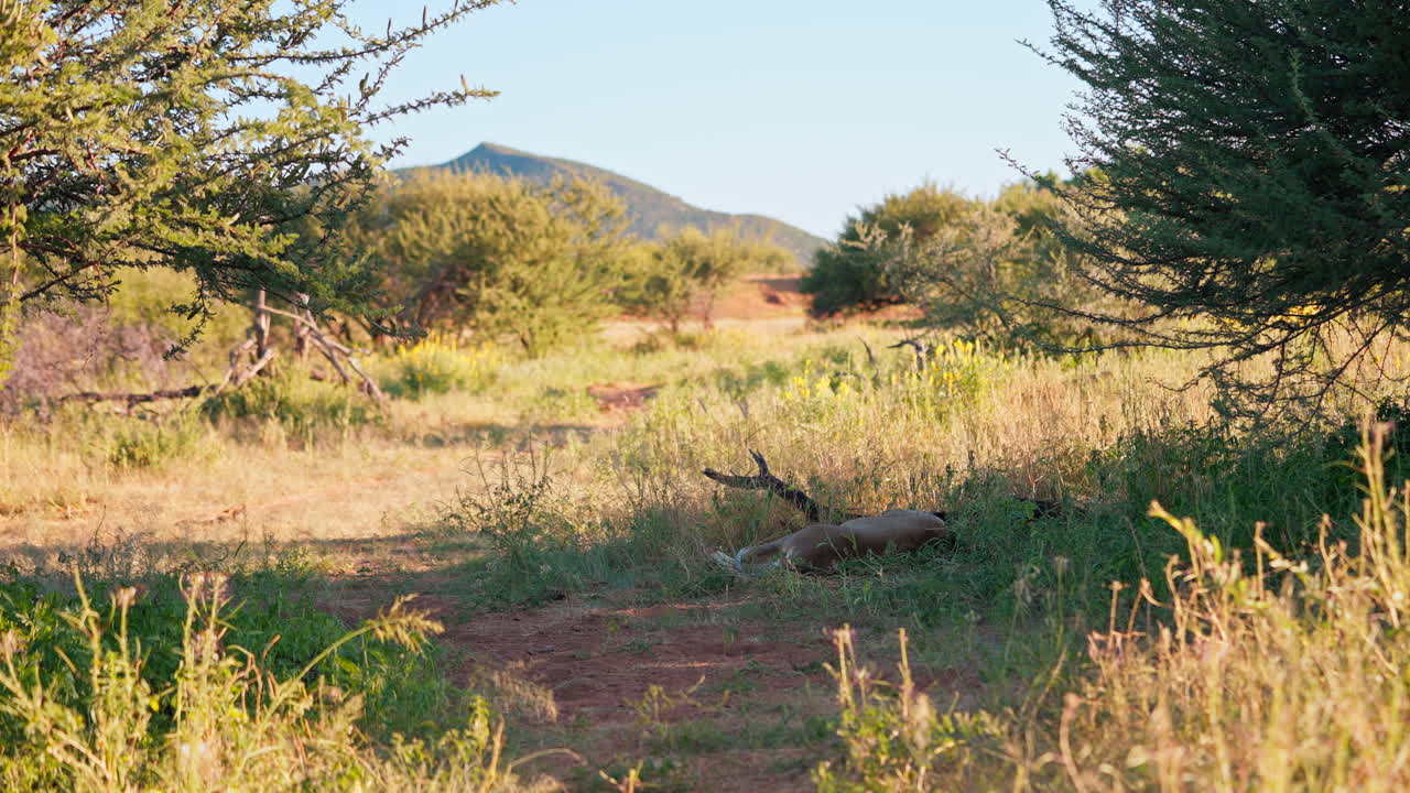Dead Antelope in African Savanna