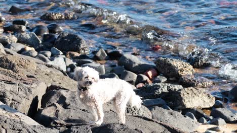 a dog walking on rocks by the sea