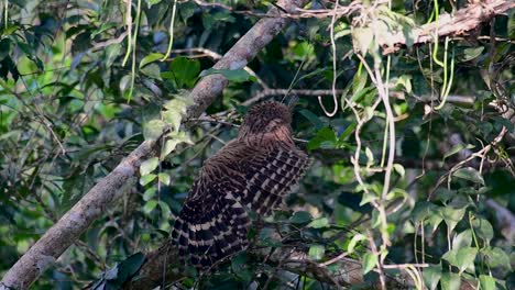 The-Buffy-Fish-Owl-is-a-big-owl-and-yet-the-smallest-among-the-four-Fish-Owls