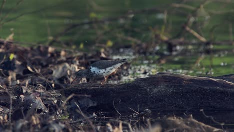 Pájaro-Que-Busca-Comida-En-Un-Tronco-Cerca-Del-Lago-En-Raleigh,-Carolina-Del-Norte