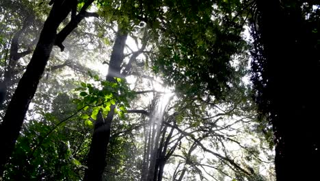 Beautiful-natural-sunlight-filtering-through-forest-canopy-of-trees-in-the-wilderness-of-New-Zealand-Aotearoa