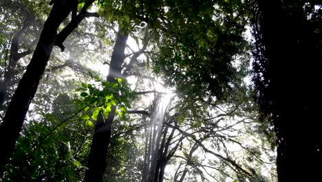 beautiful natural sunlight filtering through forest canopy of trees in the wilderness of new zealand aotearoa