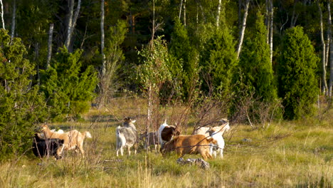 A-Goat-Stands-of-Two-Legs-and-Grazes-Leaves-From-the-Top-of-the-Tree-Branch