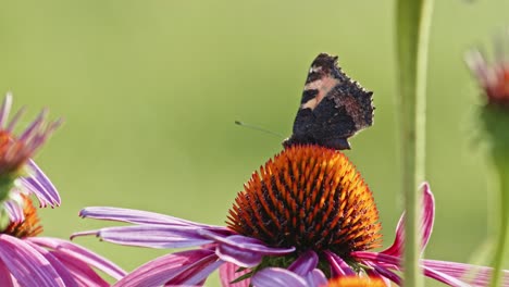 one-Small-Tortoiseshell-Butterfly-Feeds-On-orange-coneflower-in-sun-light