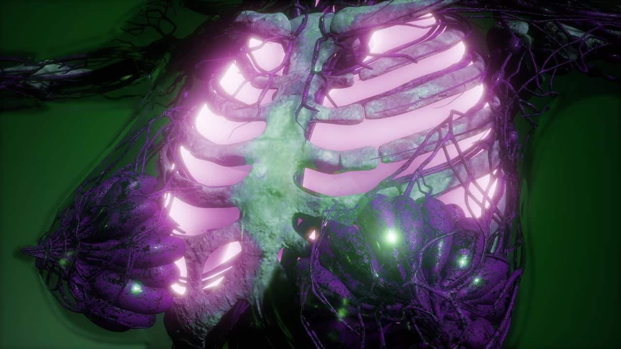 cuerpo humano con pulmones visibles