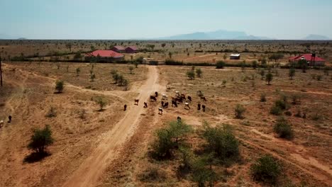 aerial drone view of a rural area with wild animals in uganda during a sunny day