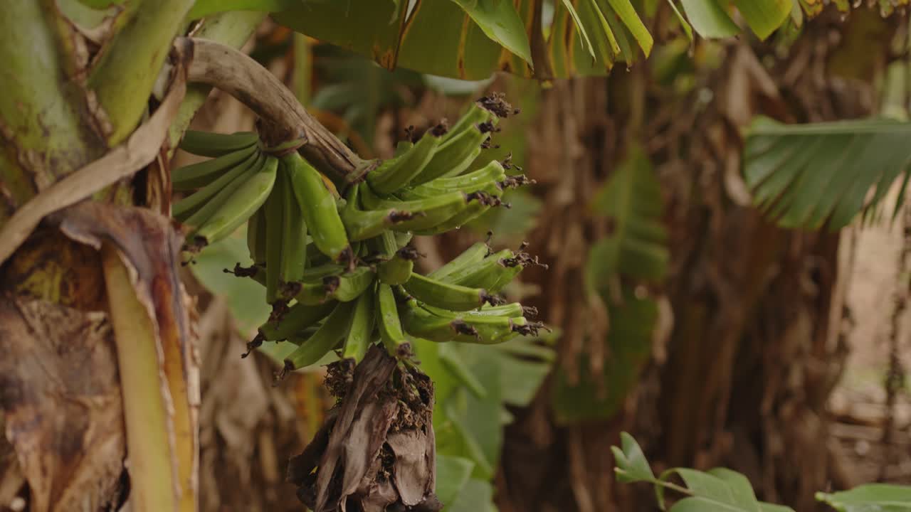 muchos plátanos verdes sin madurar colgando de una rama de palmera después de la lluvia
