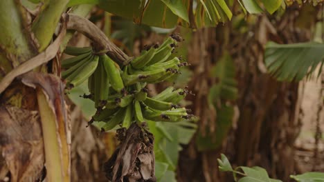 many unripe green bananas hanging on a palm tree branch after the rain
