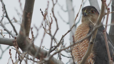 california cooper’s hawk close up head tilt