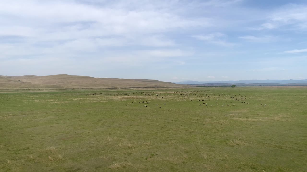 vista aérea de un rebaño de ovejas pastando en un campo verde exuberante