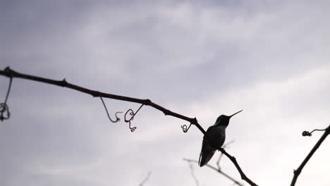 a hummingbird in silhouette flying in slow motion and landing on a small branch to rest after collecting nectar and pollinating plants and flowers