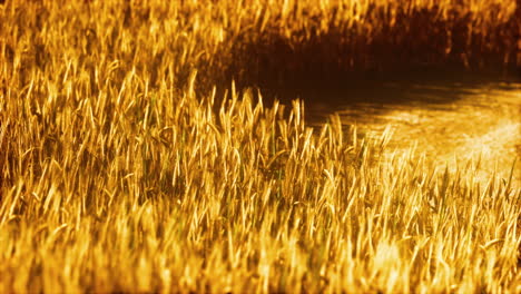 the-field-of-ripe-rye-at-sunset