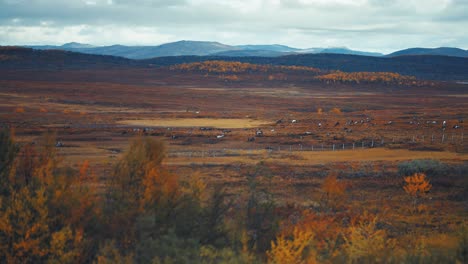 Eine-Riesige-Rentierherde-Weidet-In-Der-Norwegischen-Tundra