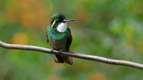 Tropical-bird-sitting-on-a-branch-in-a-rainforest