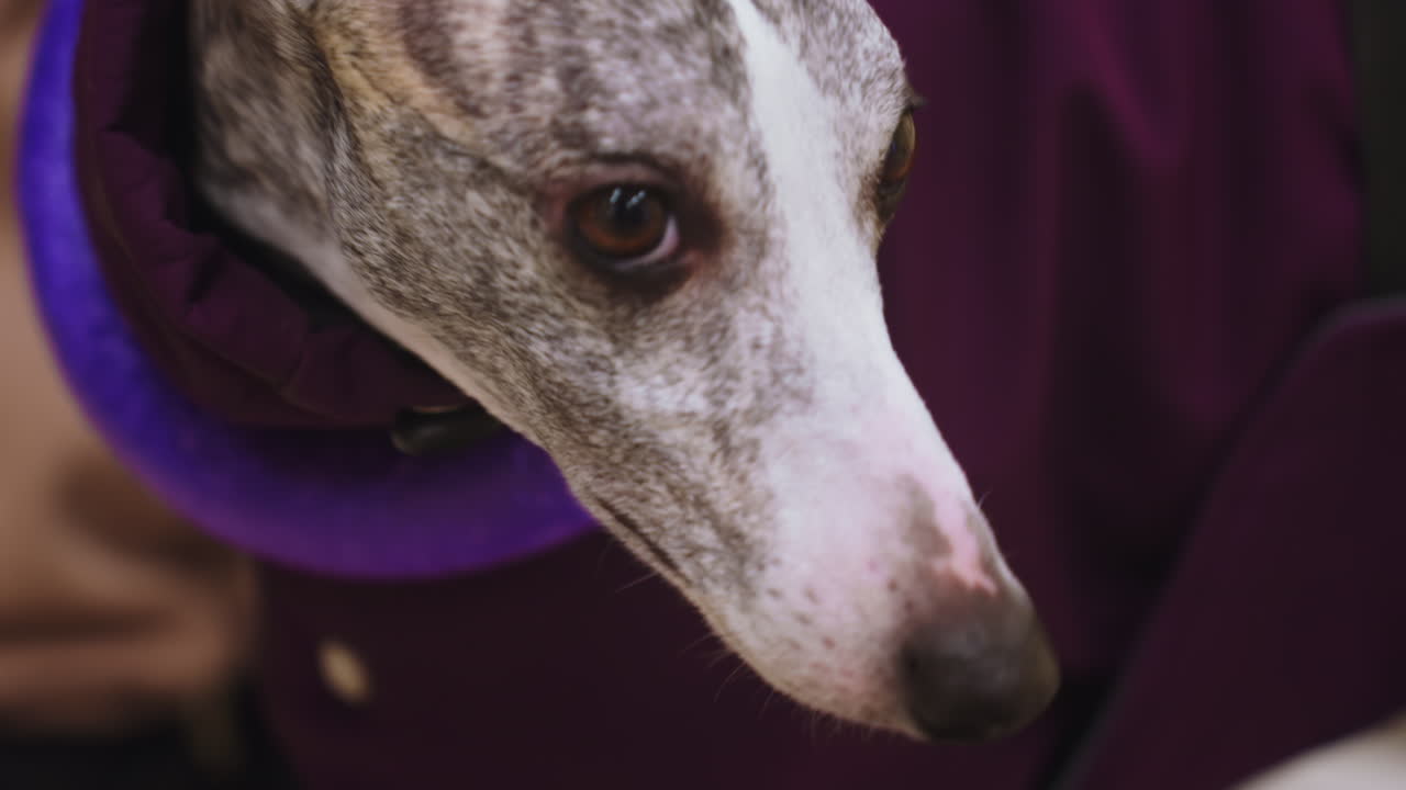 Extreme close-up of whippet s face wearing purple jacket, focused eye expression, brindle fur detail, white snout with brown markings, indoor setting with soft yellow background, calm attentive pet moment