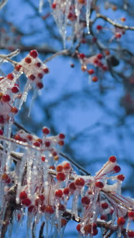 primer plano de bayas rojas envueltas en helada y helados relucientes en las ramas de los árboles, resaltados contra un vibrante cielo azul de invierno, los intrincados detalles congelados