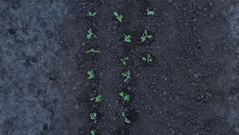 aerial view of a field where vegetables have been planted