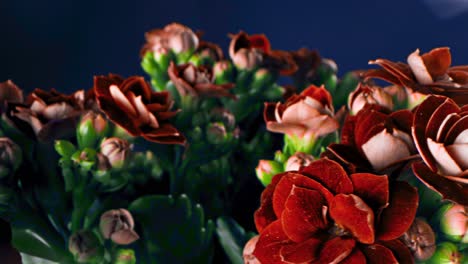 close-up of beautiful klap flowers