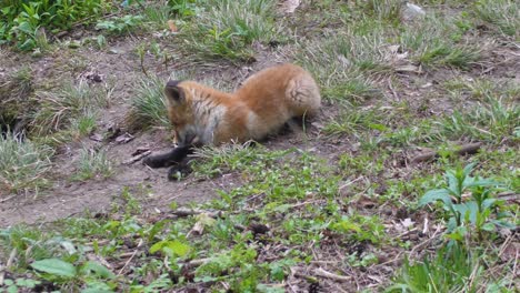 cute red fox cub stands in the grass and looks at the camera