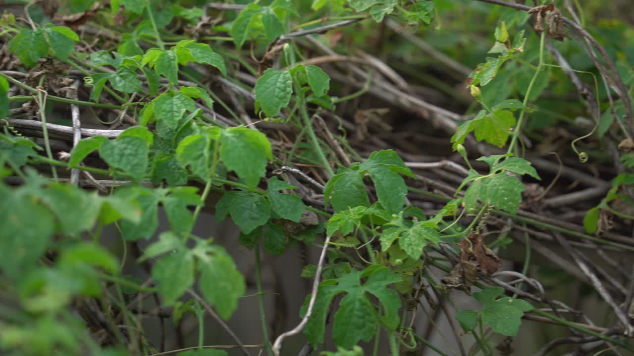 울타리에 케랄라 포도나무의 멋진  러시 쓴 멜론 식물 케랄라와 함께 포도나물에 매달려서 체중 감량을 위해 허블 건강한 차를 만드는 데 사용됩니다.