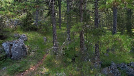 branches of pine trees in a wild forest, with a rocky and grassy floor beneath the canopy