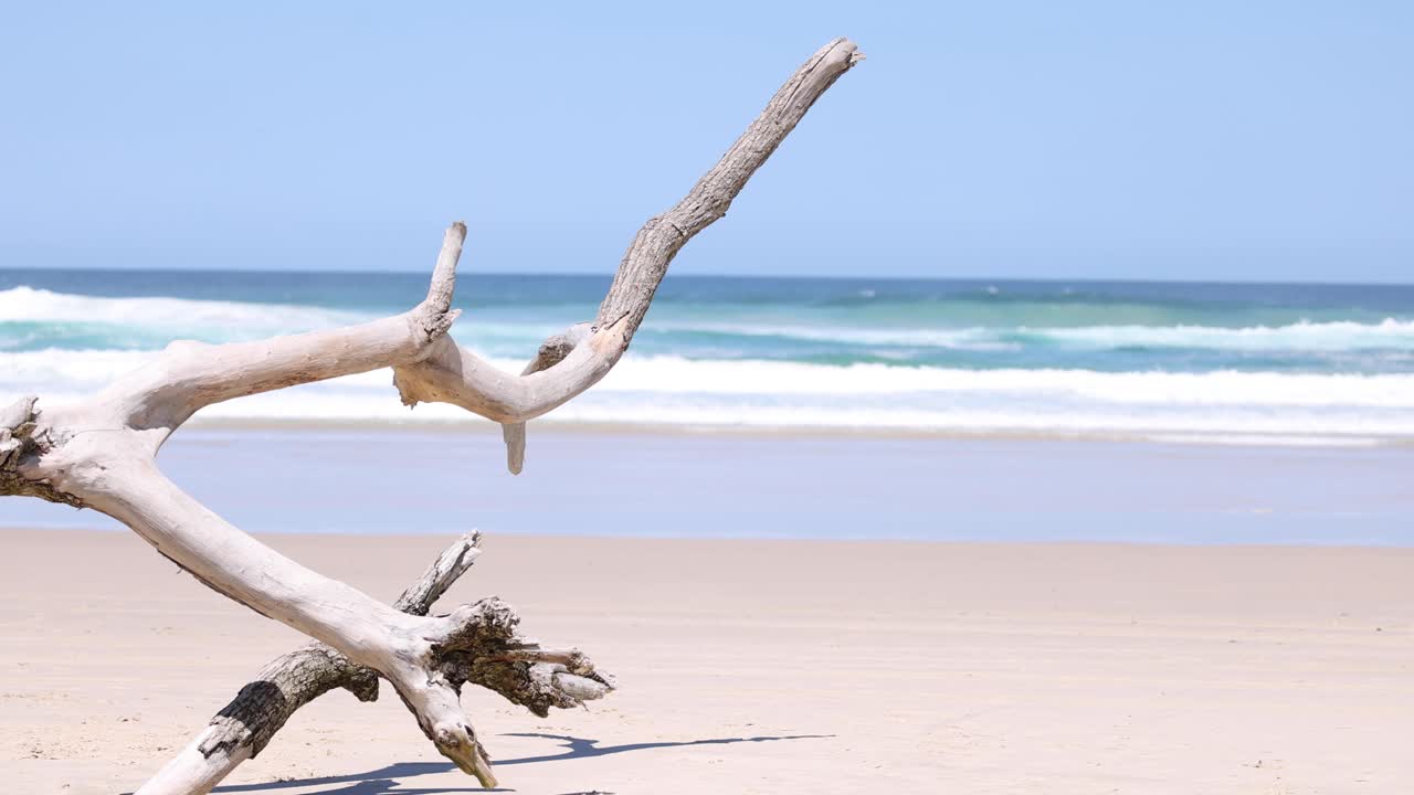 Driftwood on a peaceful, sunny beach over time