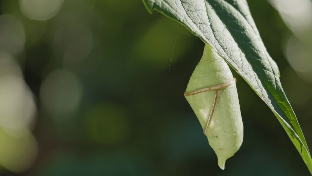 Close-up video of a green chrysalis hanging from a leaf, captured at an upward angle