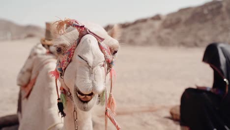 Retrato-De-Un-Camello-Rumiando-En-El-Desierto,-Vista-Frontal-De-Un-Camelus-Dromedarius-Domesticado-Para-Paseos-Turísticos