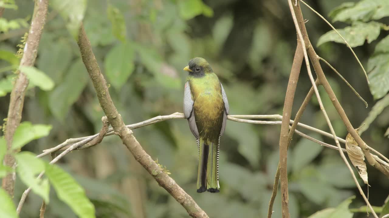 trogon enmascarado sentado en una vid mirando alrededor en el bosque