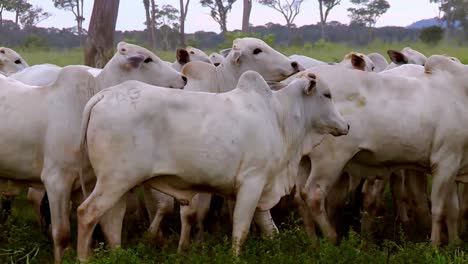 Herd-of-Nelore-cattle-traveling-together-presents-captivating-rural-sight