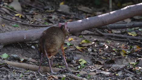 Mirando-Hacia-La-Izquierda,-Visto-Desde-Atrás,-Luego-Comienza-A-Comer-En-El-Suelo,-Tragulus-Kanchil,-Tailandia