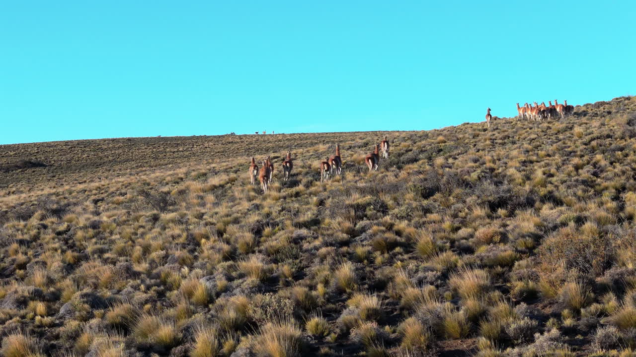 Alternate low follow drone scene of wild guanaco herd as they run over open fields in high mountains, with blue sky background. Shot on 4K at 60fps.