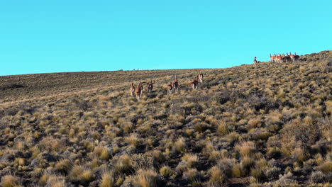 Alternate low follow drone scene of wild guanaco herd as they run over open fields in high mountains, with blue sky background. Shot on 4K at 60fps.