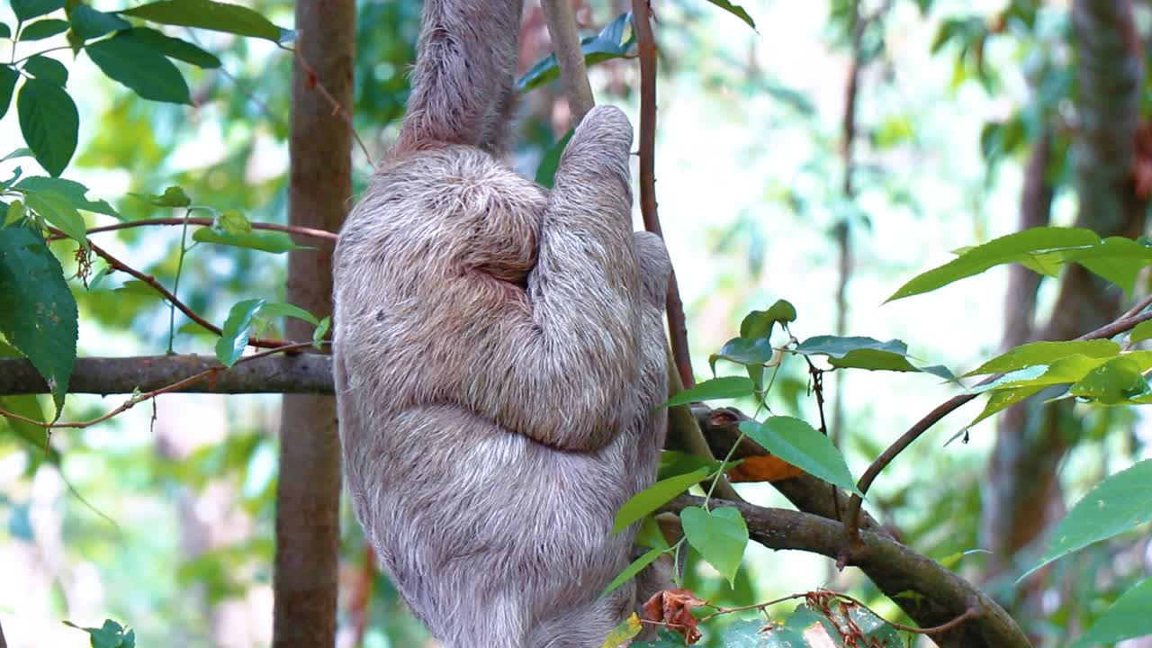 Beautiful sloth in clear shot, his eyes and face are visible as he ...