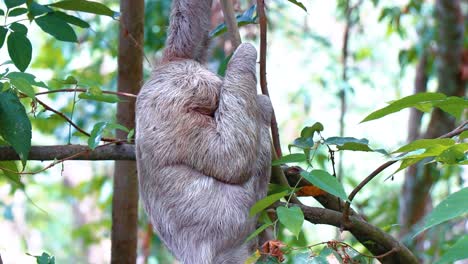 beautiful sloth in clear shot, his eyes and face are visible as he climbs the tree, turns head around towards camera