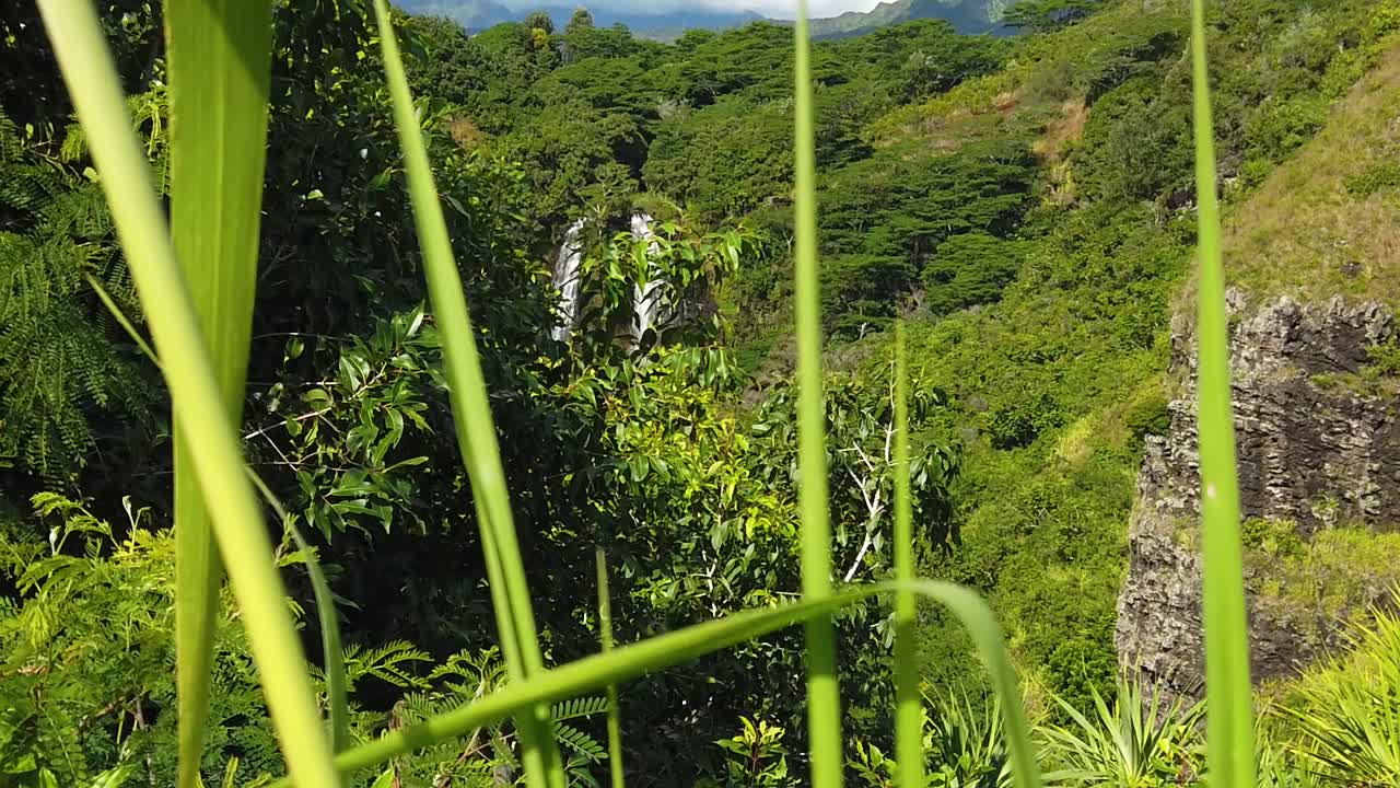 hd cámara lenta hawaii kauai brota de la hierba alta y los árboles para revelar las cataratas 'opaeka'a en la distancia