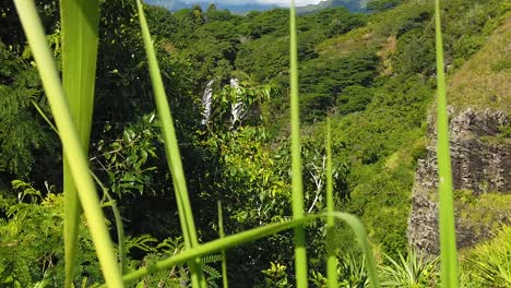 hd cámara lenta hawaii kauai brota de la hierba alta y los árboles para revelar las cataratas &#39;opaeka&#39;a en la distancia