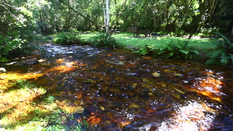 los vapores suaves y silenciosos que corren a través de la sección goudveld del bosque de knysna