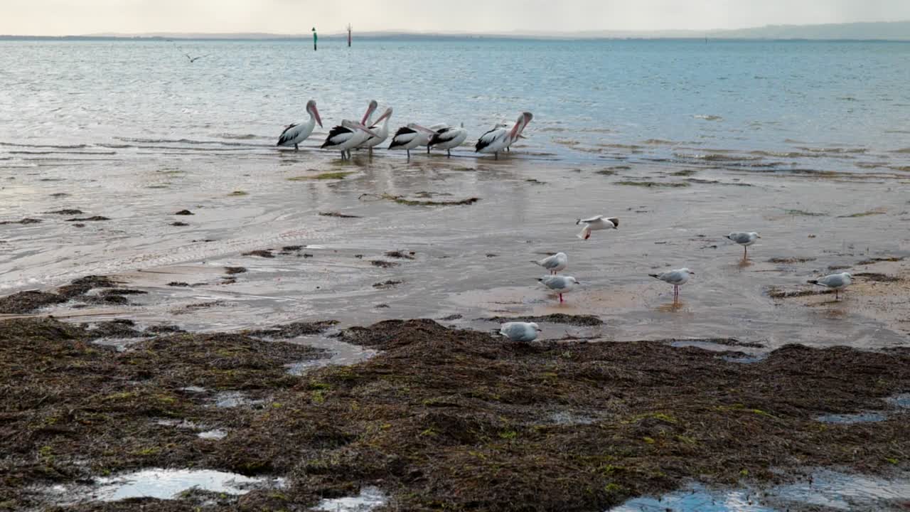 Pelicans and Seagulls on a Beach