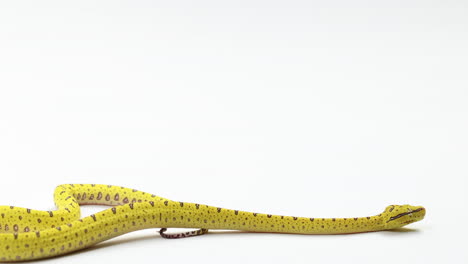 yellow green tree python slithers across bottom of frame isolated on white background