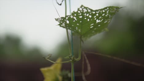 Close-up-detail-shot,-the-lush-Indian-plant-vegetation-reveals-leaves-that-have-been-meticulously-eaten-by-indian-insects