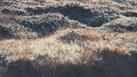 withered grass covered with a thin layer of sparkling hoarfrost in autumn tundra