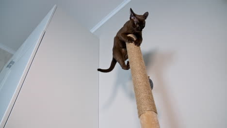 funny brown kitten at home. clever burmese cat jumping high on a carton stick indoors. purebred animal playing.
