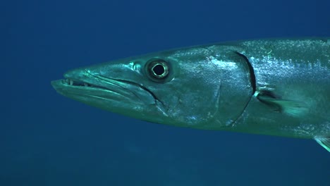 great barracuda close up