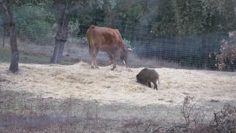 Una-Vaca-Y-Un-Jabalí-Comen-Paja-Juntos