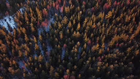 aerial - flying over a forest in the autumn or fall, sweden