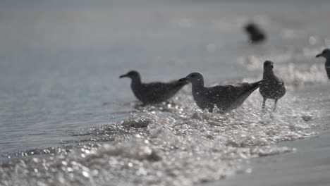 waves reflecting sunlight wash over seagulls waiting on water edge - slow motion