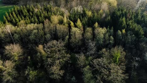 aerial shot of the tree's in the farm